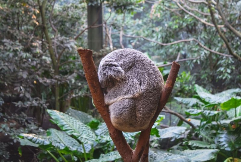 Koala picture at Newcastle Blackbutt Reserve Newcastle